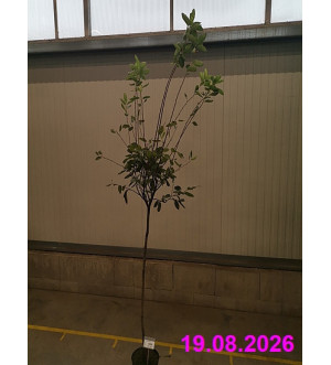Amelanchier lamarckii C 5 L